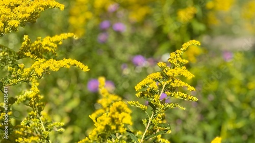 Closeup of Goldenrod in a Meadow at the end of summer