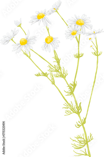 Hand Drawing Painting of Daisy Flower Botanical Illustration