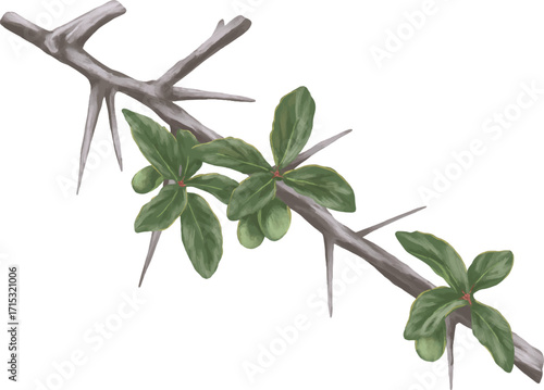 Hand Drawing Painting of Myrrh Plant Botanical Illustration