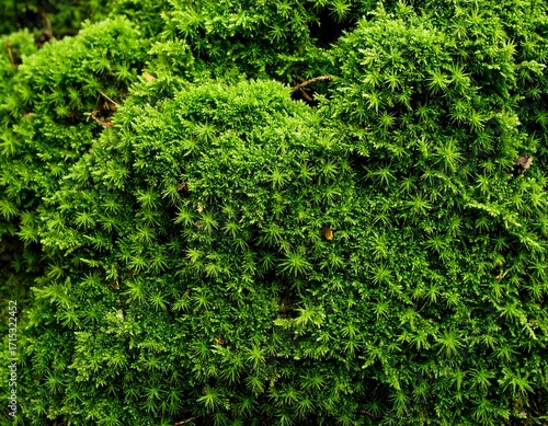 Close-up view of vibrant green moss