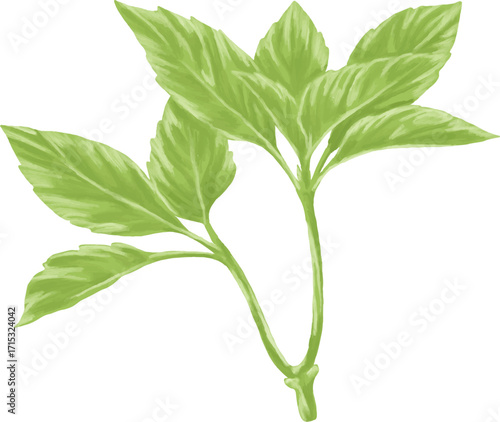 Hand Drawing Painting of Basil Leaf Botanical Illustration