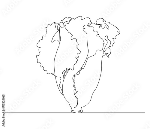 Continuous line drawing of a Lettuce Vegetable. Single line illustration of a Lettuce Vegetable. Illustration, World Vegetarian Day Concept. Editable outline.