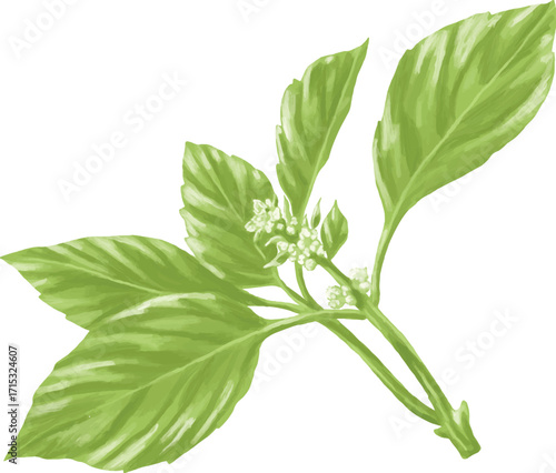 Hand Drawing Painting of Basil Leaf Botanical Illustration