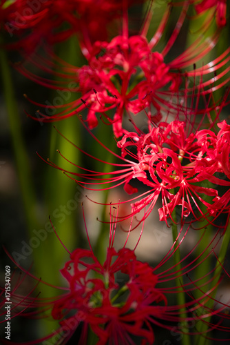 The beautiful blooming red spider lily