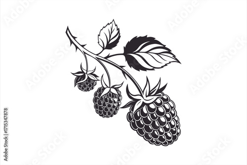black berry icons silhouette on white background