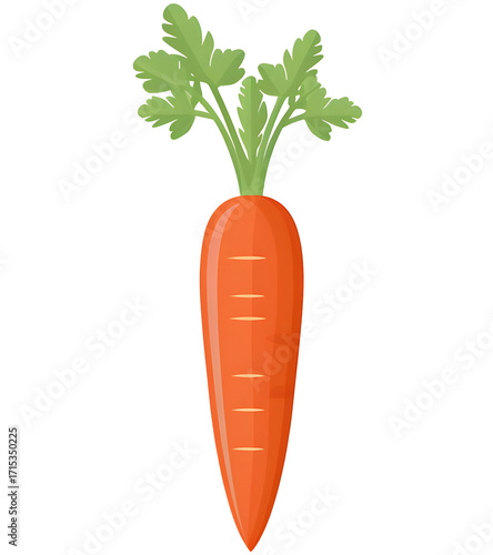 vector illustration of a carrot, isolated background
