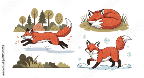 Four Illustrations of Red Foxes in Different Seasonal Activities