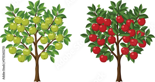 Green apple tree with fresh fruits, red apple tree with ripe fruits, natural orchard, healthy organic harvest, isolated vector illustration