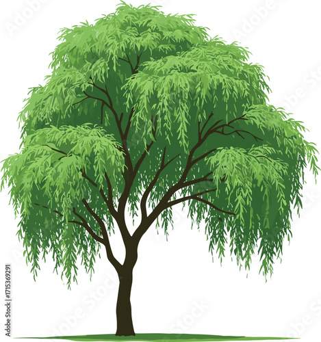 Green willow tree with long branches and fresh leaves, natural landscape plant illustration, isolated vector design for garden and nature