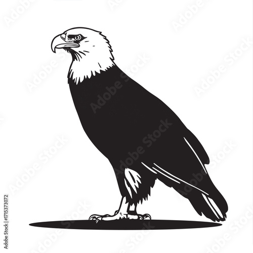Eagle perched on a branch against a white background with detailed feathers and sharp beak isolated in nature