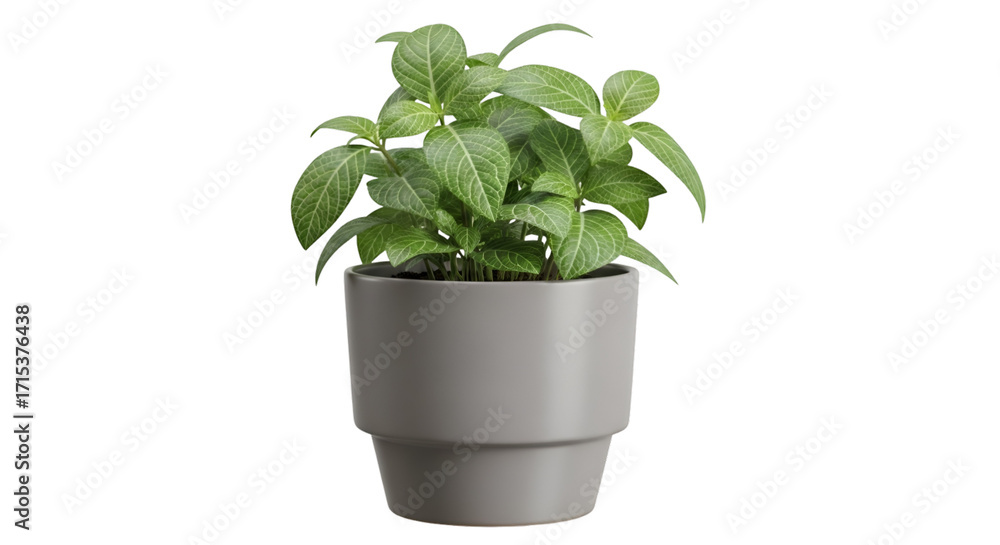 Fototapeta premium fresh basil in a pot