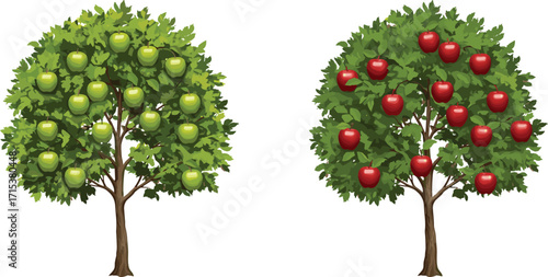 Two apple trees with ripe red apples and fresh green apples, healthy fruit harvest, orchard growth, natural food, agriculture, farming