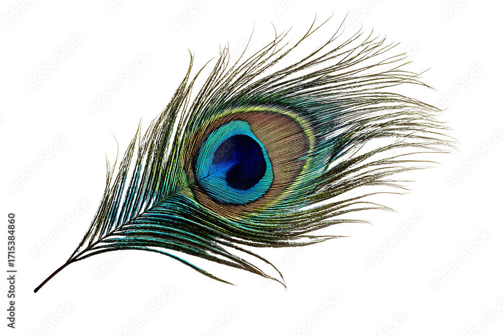 Fototapeta premium Peacock Feather with Vibrant Eye Pattern Isolated on Transparent Background