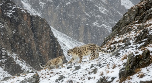 Snow Leopard Mother Guiding Cubs Through Rocky Mountain Pass in Snowfall