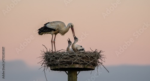 Stork Feeding Chick in Nest on Wooden Pole at Twilight