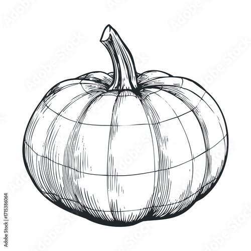 Pumpkin illustration for autumn decoration and seasonal displays. Vector hand drawn illustration

