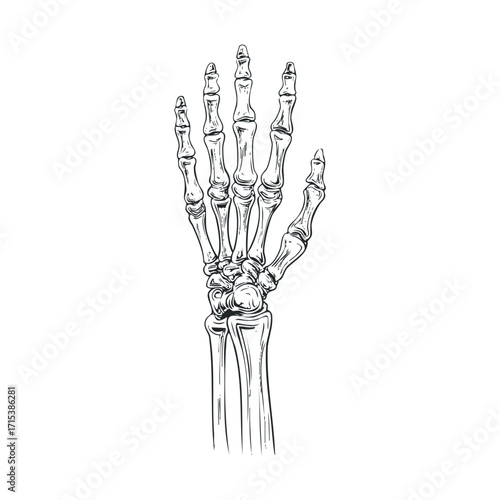 Detailed anatomy of a human hand skeleton for educational purposes. Vector hand drawn illustration

