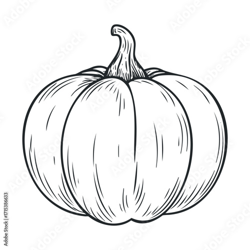 Fresh pumpkin sketch for autumn harvest and seasonal decor. Vector hand drawn illustration

