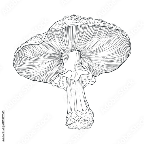 Detailed sketch of a mushroom showcasing natures beauty. Vector hand drawn illustration

