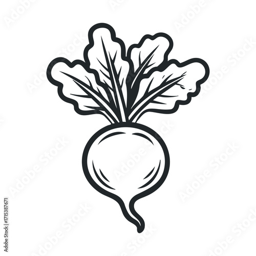 Simple black and white drawing of a fresh radish with leaves. Vector hand drawn illustration. Vector hand drawn illustration



