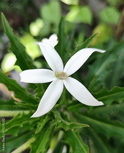 Close up of white star-shaped flower with green leaves background in natural garden