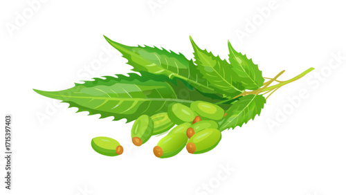 Illustration of neem leaves and neem fruits for ayurvedic medicine and herbal treatment use case