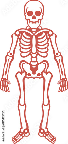 Detailed illustration of a human skeleton, showing all major bones.