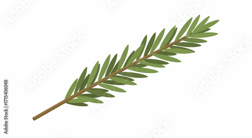 Illustrated Sprig of Evergreen with Lanceolate Leaves.