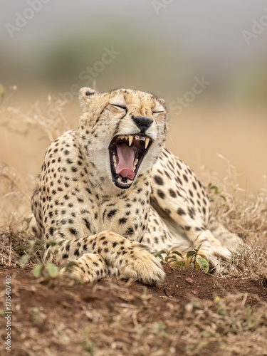 The cheetah (Acinonyx jubatus) is a large cat and the fastest land animal