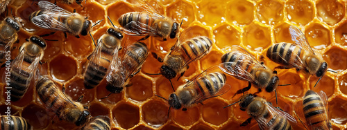 Close-Up of Honey Bees Collecting Nectar on Honeycomb in Bright Honey Hive Environment. Banner, copy space