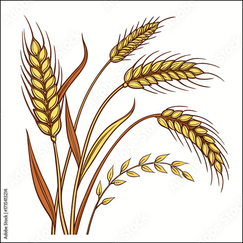 Hand drawn wheat collection