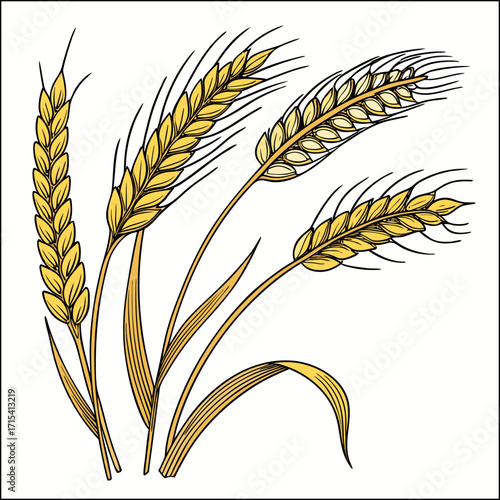 Hand drawn wheat collection