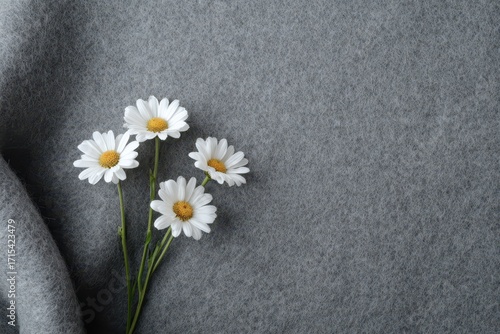 Minimalist Daisy Arrangement on Gray Fabric Background.