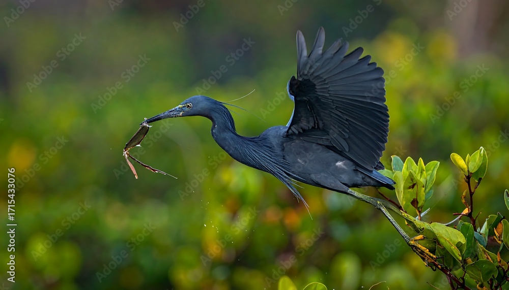Naklejka premium A vibrant blue-black heron in mid-flight, wings outstretched, carries a captured prey item against a backdrop of lush, out-of-focus green foliage.