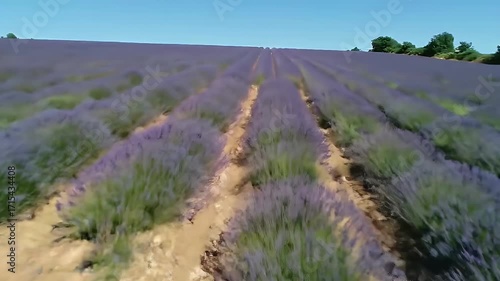 Expansive lavender field with pathways, showcasing a vast, vibrant landscape.