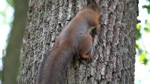 A bushy-tailed squirrel climbs a weathered tree trunk in a tranquil forest.