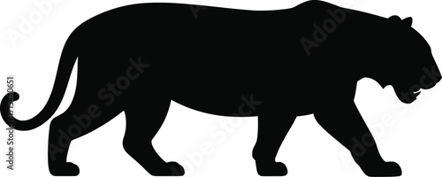 Black panther walking side view big cat feline