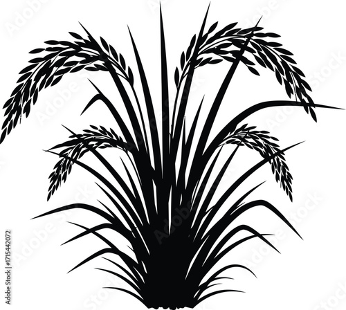Silhouette of ripe rice plant harvest grain agriculture food crop growth field nature vector