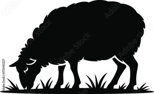 Black sheep grazing grassy field silhouette