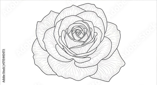 Elegant rose illustration