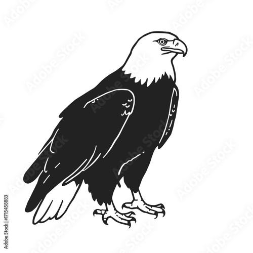 Eagle isolated on white background bird of prey wildlife feathers and beak close up