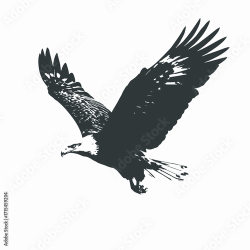 eagle on white background