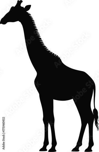 Black giraffe silhouette standing animal wildlife
