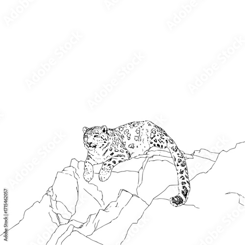 A snow leopard resting on rocky terrain in a black and white sketch style with a curled tail visible