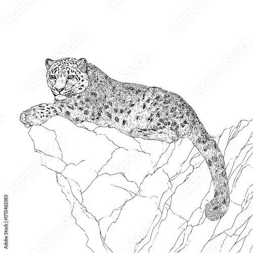 Detailed line art of a snow leopard resting on a rocky outcrop with its tail hanging down the side