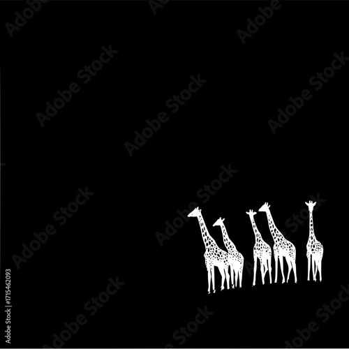 Silhouette of five giraffes standing together in a row against a stark black background in white color