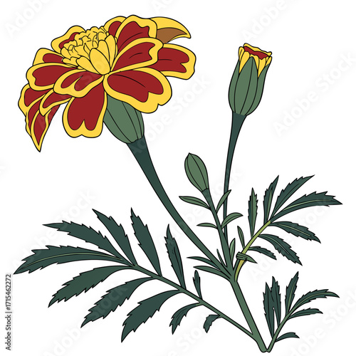 frangipani white plumeria flowers vector