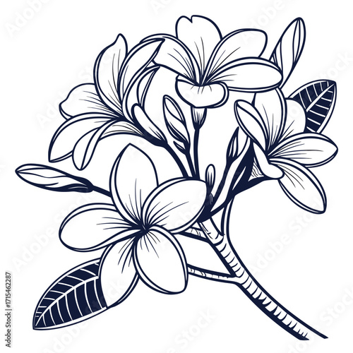 frangipani white plumeria flowers