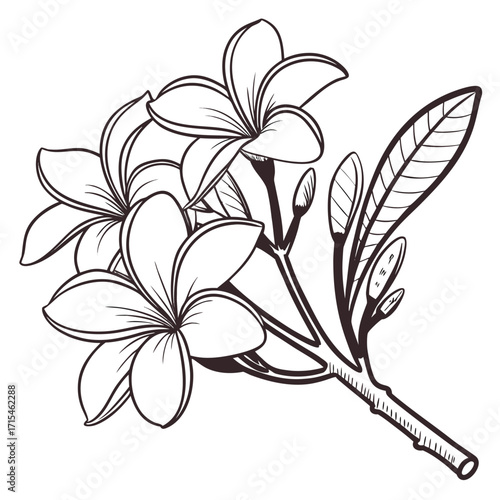 black and white frangipani white plumeria flowers