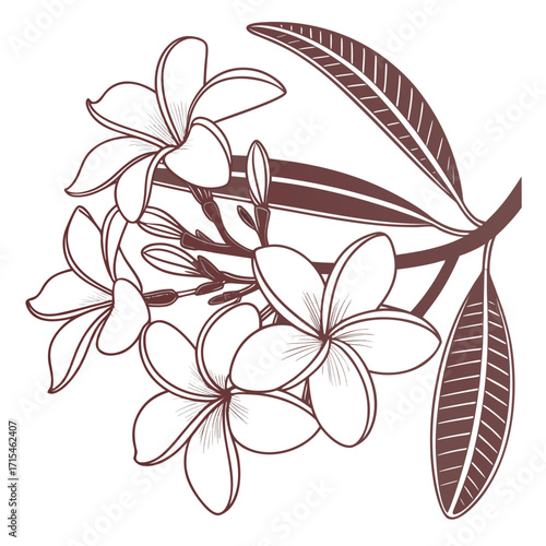 frangipani plumeria hawaiian foam vector